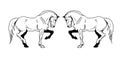 Image of prancing drawn heavy horses